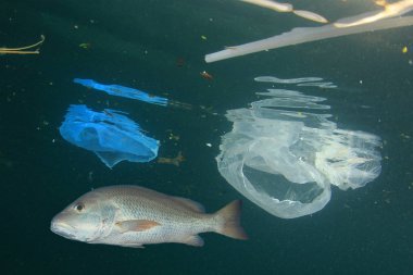 Fish swimming near plastic trash in sea water. Pollution concept.