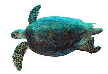 Beyaz arkaplanda izole edilmiş tek kaplumbağa portresi