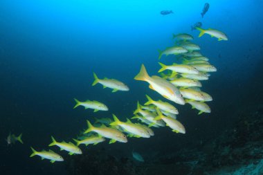 Balık ve yapışkan mercan resifi. Su altı yaşamı.