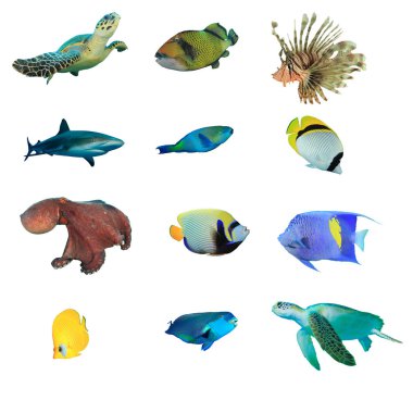 Collection of aquatic species isolated on white background