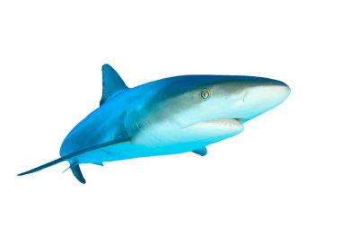 Beyaz arkaplanda köpekbalığı izole edildi
