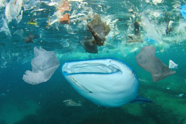 Balina köpekbalığı deniz suyunda plastik çöp yiyor. Küresel kirlilik felaket kavramı.