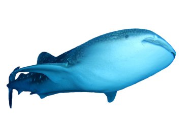 Beyaz arkaplanda köpekbalığı izole edildi