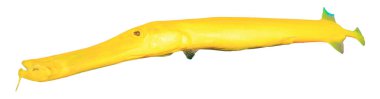 Beyaz arka planda uzun sarı trompet balığı