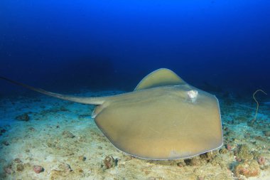 Stingray 'in deniz tabanına yakın çekimi.