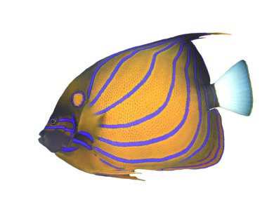 Portrait of Blue Ring Angelfish isolated on white background