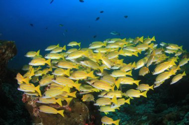 Renkli resifin dibinde yüzen balıklar..
