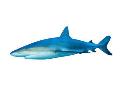 Beyaz arkaplanda köpekbalığı izole edildi