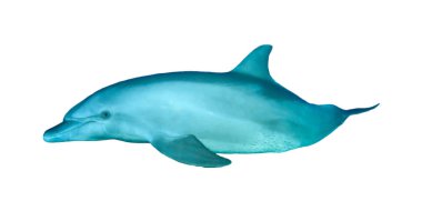 Beyaz arka planda tek bir yunus var.