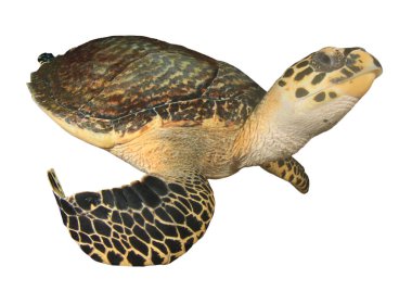 Beyaz arkaplanda izole edilmiş tek kaplumbağa portresi