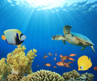 Tropical fish with turtle at sea coral reef