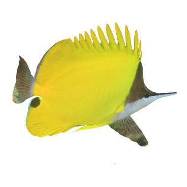 Beyaz arka planda izole edilmiş sarı tropikal balık