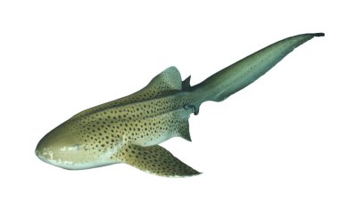 Beyaz arkaplanda köpekbalığı izole edildi