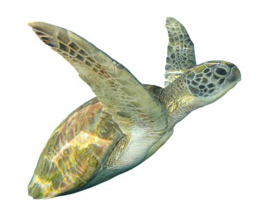 Beyaz arkaplanda izole edilmiş tek kaplumbağa portresi