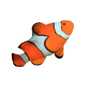 Beyaz arka planda izole palyaço balığı