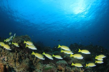 Derin mavi sularda balık sürüsü. Su altı yaşamı.