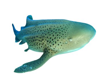 Beyaz arkaplanda köpekbalığı izole edildi