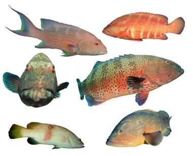 Gruplar beyaz arkaplanda izole