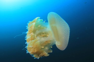 Mavi suda yüzen sarı denizanası