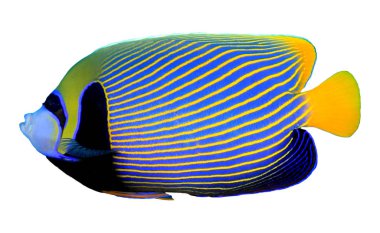 Emperor angelfish, colourful striped fish isolated on white background