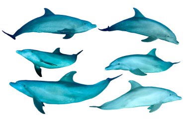 Beyaz arka planda izole edilmiş bir grup yunus