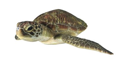 Beyaz arkaplanda izole edilmiş tek kaplumbağa portresi