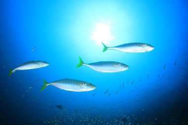 Derin mavi sularda balık sürüsü. Su altı yaşamı.