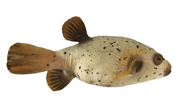 Small Balloonfish portrait isolated on white background