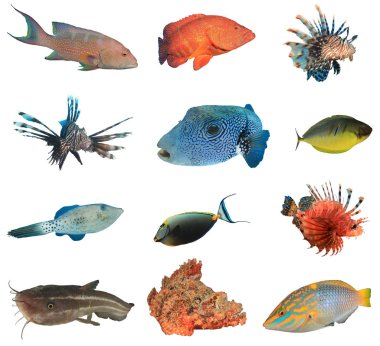 Beyaz zemin üzerinde izole edilmiş tropikal balık grubu