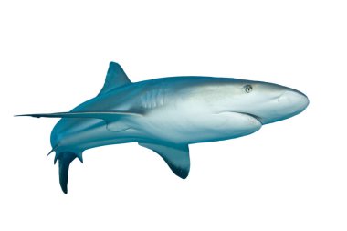 Beyaz arkaplanda köpekbalığı izole edildi