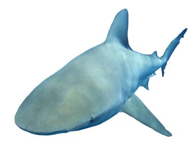 Beyaz arkaplanda köpekbalığı izole edildi
