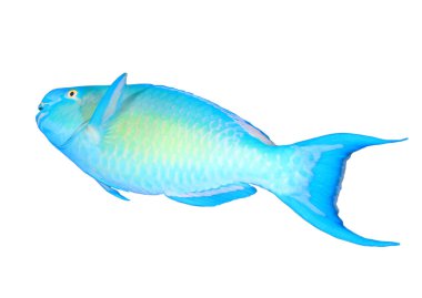Neon blue and green Rusty parrotfish isolated on white background