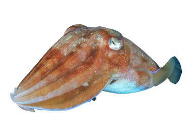 Beyaz arka plan üzerinde izole mürekkep balığı