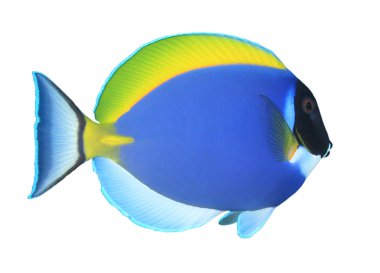  Beyaz arkaplanda mavi tropikal balık