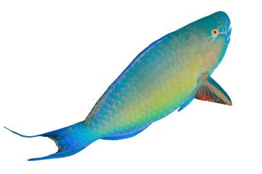 Renkli Scarus vetula, beyaz arka planda izole edilmiş papağan balığı kraliçesi.
