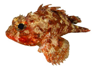 Spiky scorpionfish isolated on white background