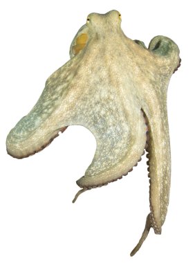 Ahtapot beyaz arkaplanda izole edildi