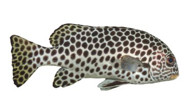 Andaman Sweetlips beyaz arka planda izole edilmiş balık