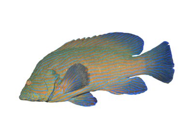 Mavi çizgili balık, beyaz arkaplanda izole edilmiş.