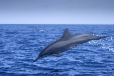 Suyun içinden fırlayan dönen yunus
