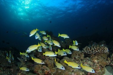 Renkli resifin dibinde yüzen balıklar..
