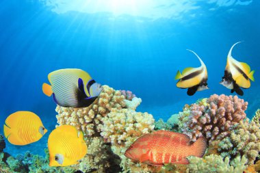 Various tropical reef fish at sea bottom