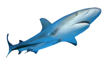 Beyaz arkaplanda köpekbalığı izole edildi