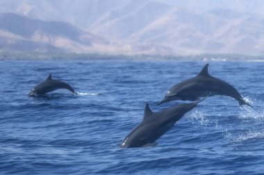 Küçük bir grup Spinner Dolphins sudan atlıyor.