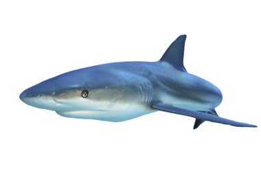 Beyaz arkaplanda köpekbalığı izole edildi