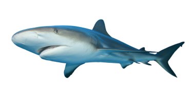 Beyaz arkaplanda köpekbalığı izole edildi