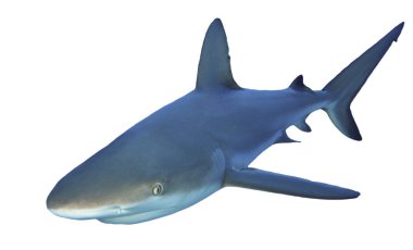Beyaz arkaplanda köpekbalığı izole edildi
