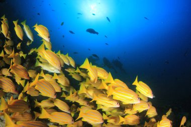 Derin sularda balık sürüsü. Su altı yaşamı.