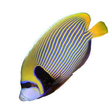 Emperor angelfish, colourful striped fish isolated on white background