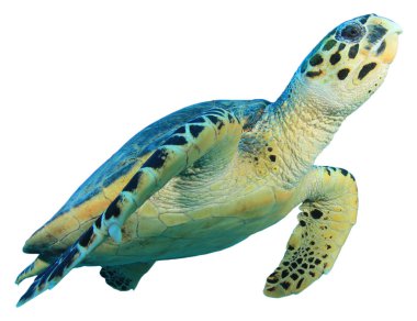 Beyaz arkaplanda izole edilmiş tek kaplumbağa portresi